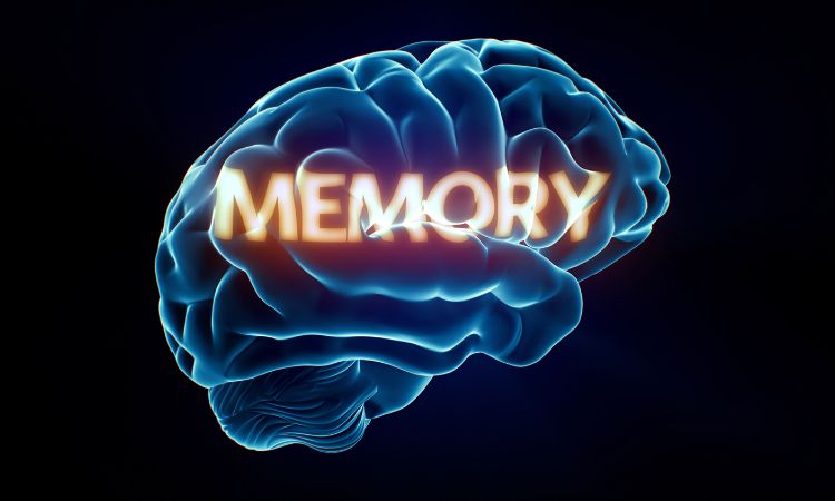 Boost Your Recall Prevention Wellness for Better Memory