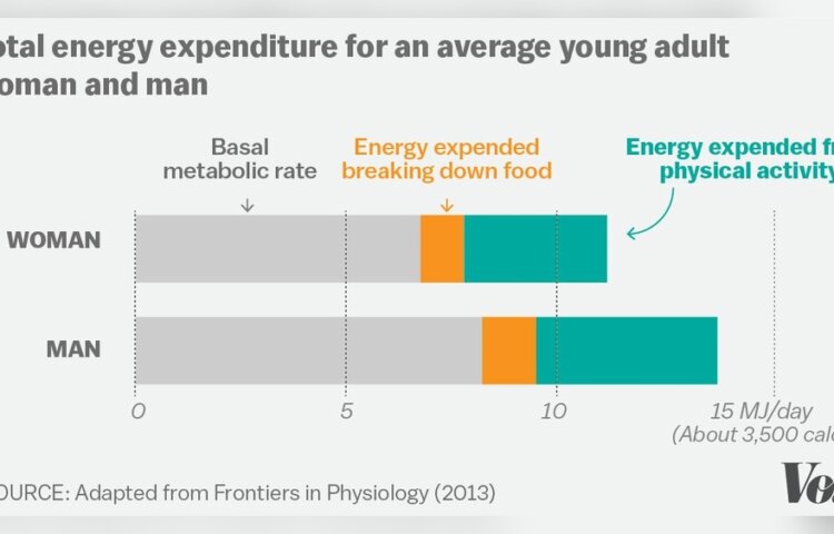 How Much is Diet And How Much is Exercise