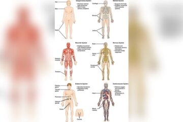 How Much System in Human Body