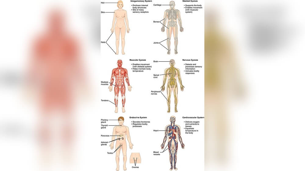 How Much System in Human Body